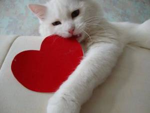 Раскраска котенок с сердечком #10 #350124