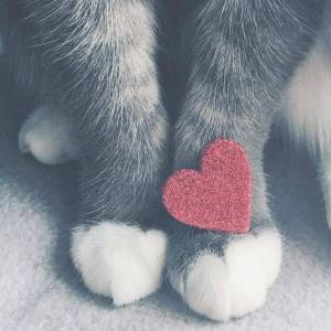 Раскраска котенок с сердечком #16 #350130