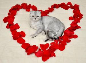 Раскраска котенок с сердечком #26 #350140