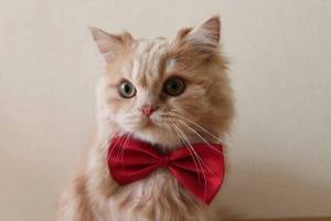 Раскраска котик с бантиком #2 #350535