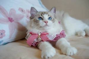 Раскраска котик с бантиком #23 #350556