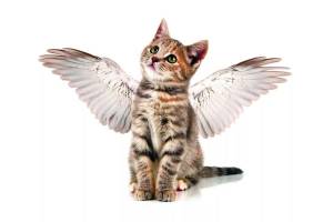 Раскраска котик с крыльями #23 #350594