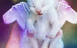 Раскраска котик с крыльями #26 #350597