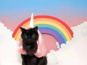 Раскраска котик с радугой #8 #350617