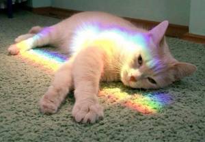 Раскраска котик с радугой #17 #350626