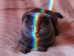 Раскраска котик с радугой #21 #350630