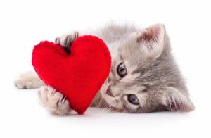 Раскраска котик с сердечком #3 #350650