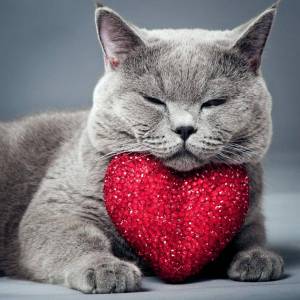 Раскраска котик с сердечком #31 #350678