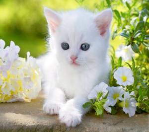 Раскраска котики красивые #8 #350883
