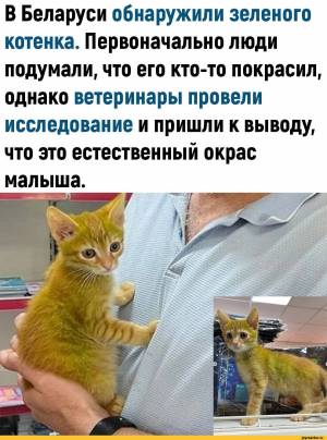 Раскраска котэ для детей #20 #351370