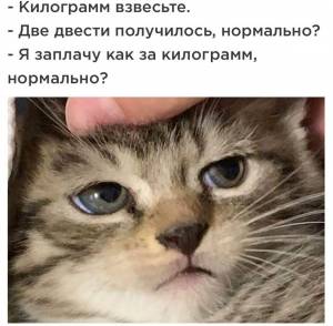 Раскраска котэ для детей #23 #351373