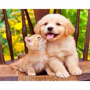 Раскраска котята и щенки милые и красивые #11 #351575