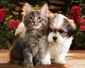 Раскраска котята и щенки милые и красивые #13 #351577
