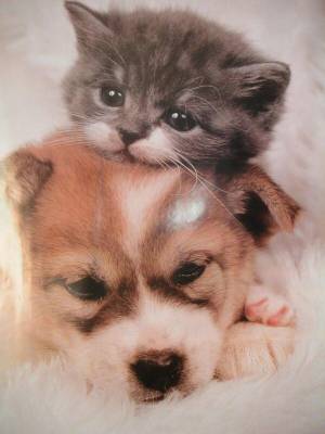 Раскраска котята и щенки милые и красивые #28 #351592