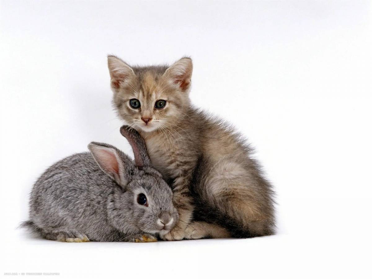 Кот и кролик #3