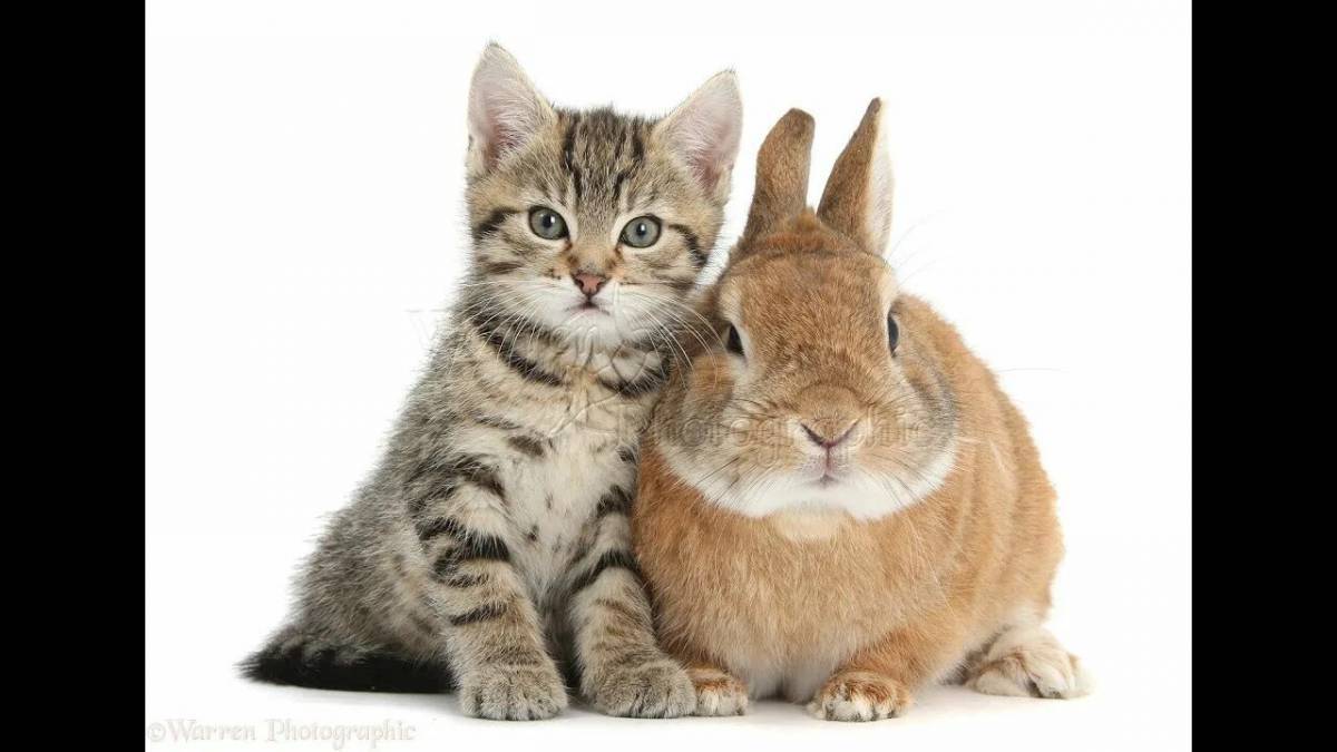 Кот и кролик #9