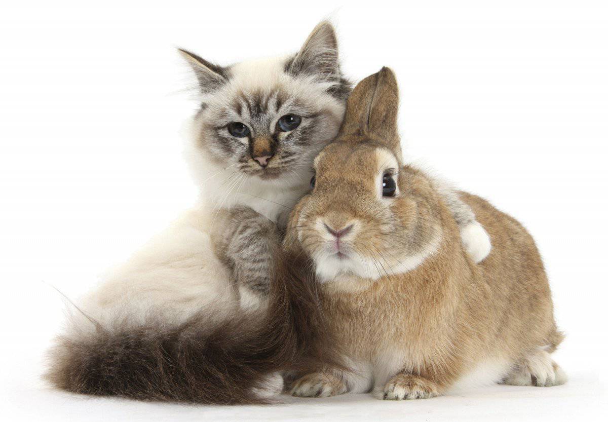картинки котика баси и кролика питера
