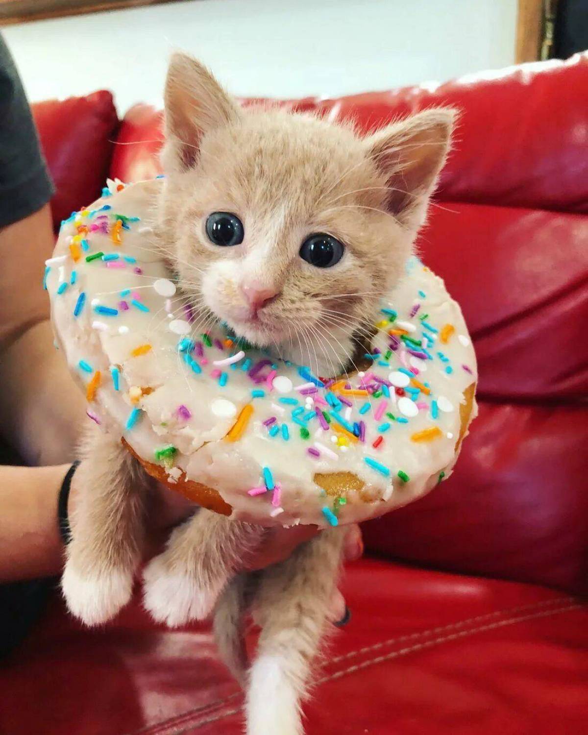 Кот пончик #9