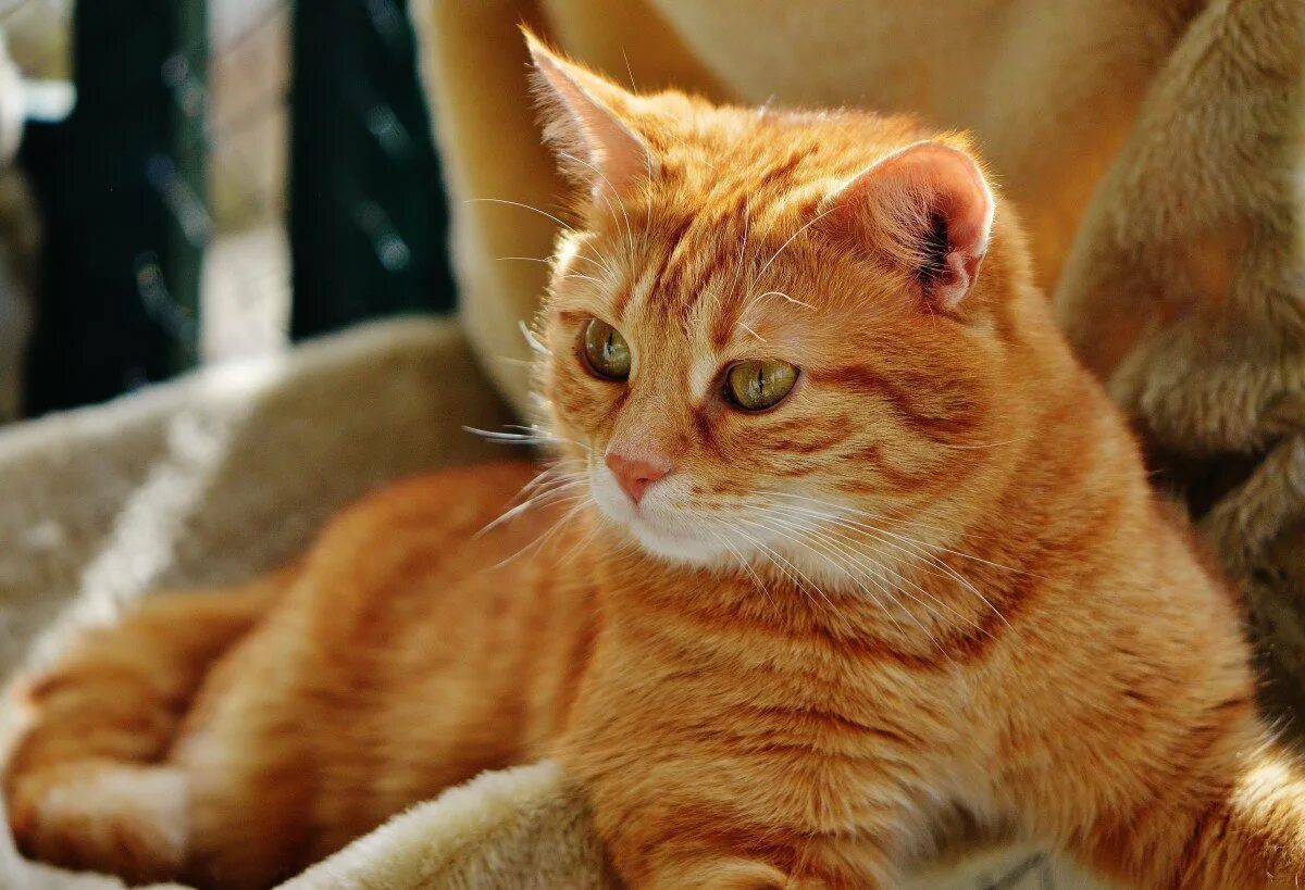 Сибирская кошка рыжая короткошерстная. Европейская короткошерстная табби рыжий. Европейская короткошерстная кошка рыжая. Бразильская короткошерстная кошка рыжая.