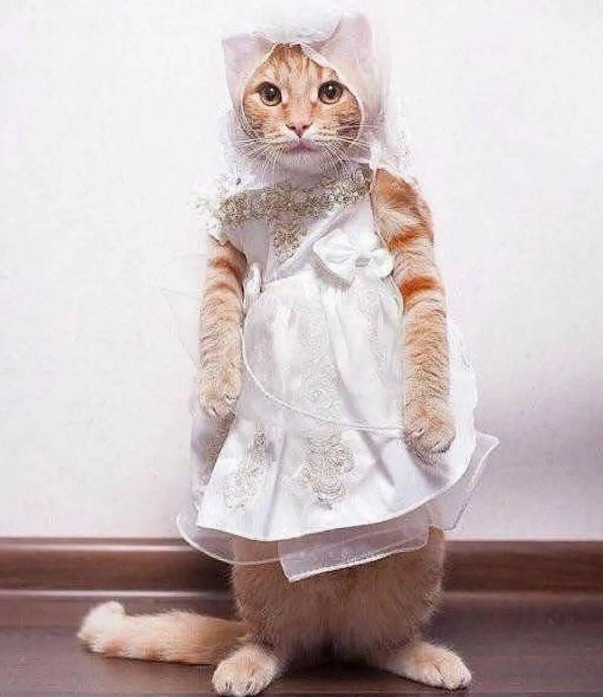Кот с одеждой #11