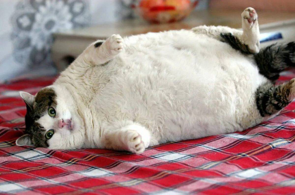 Кот толстый #2