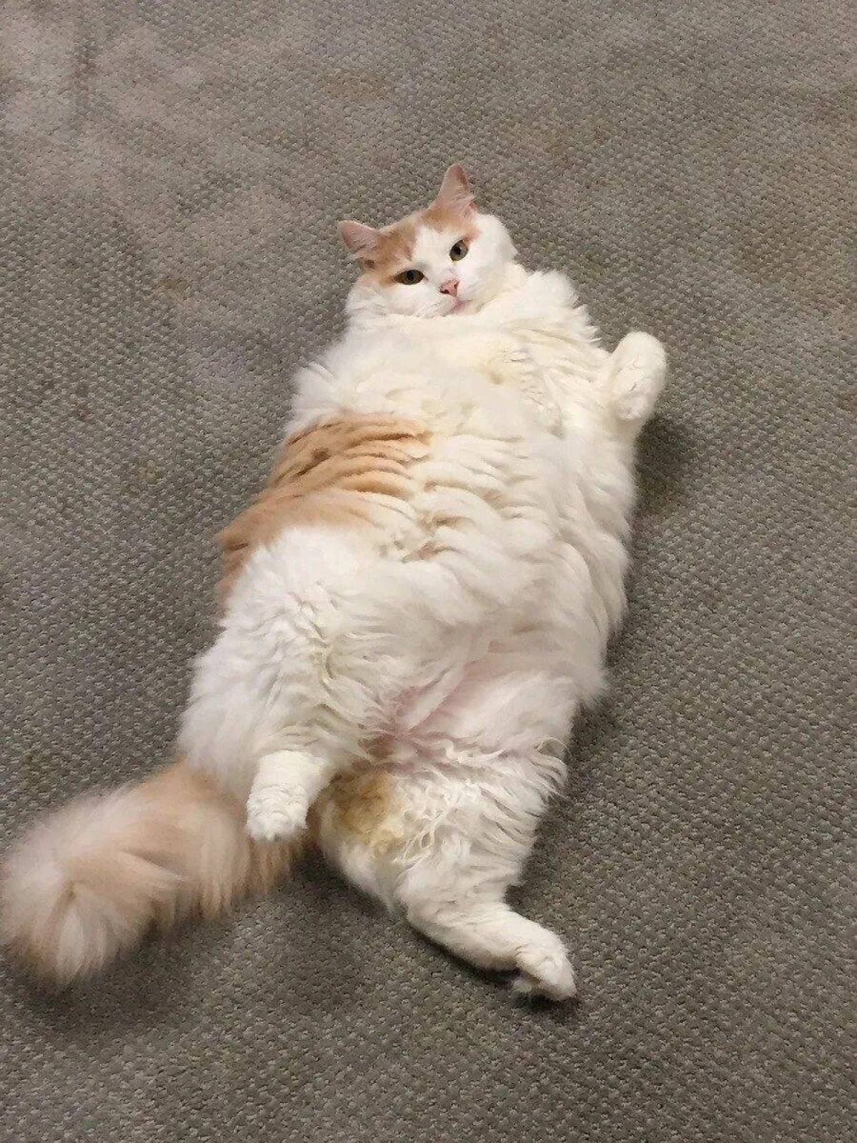 Кот толстый #16
