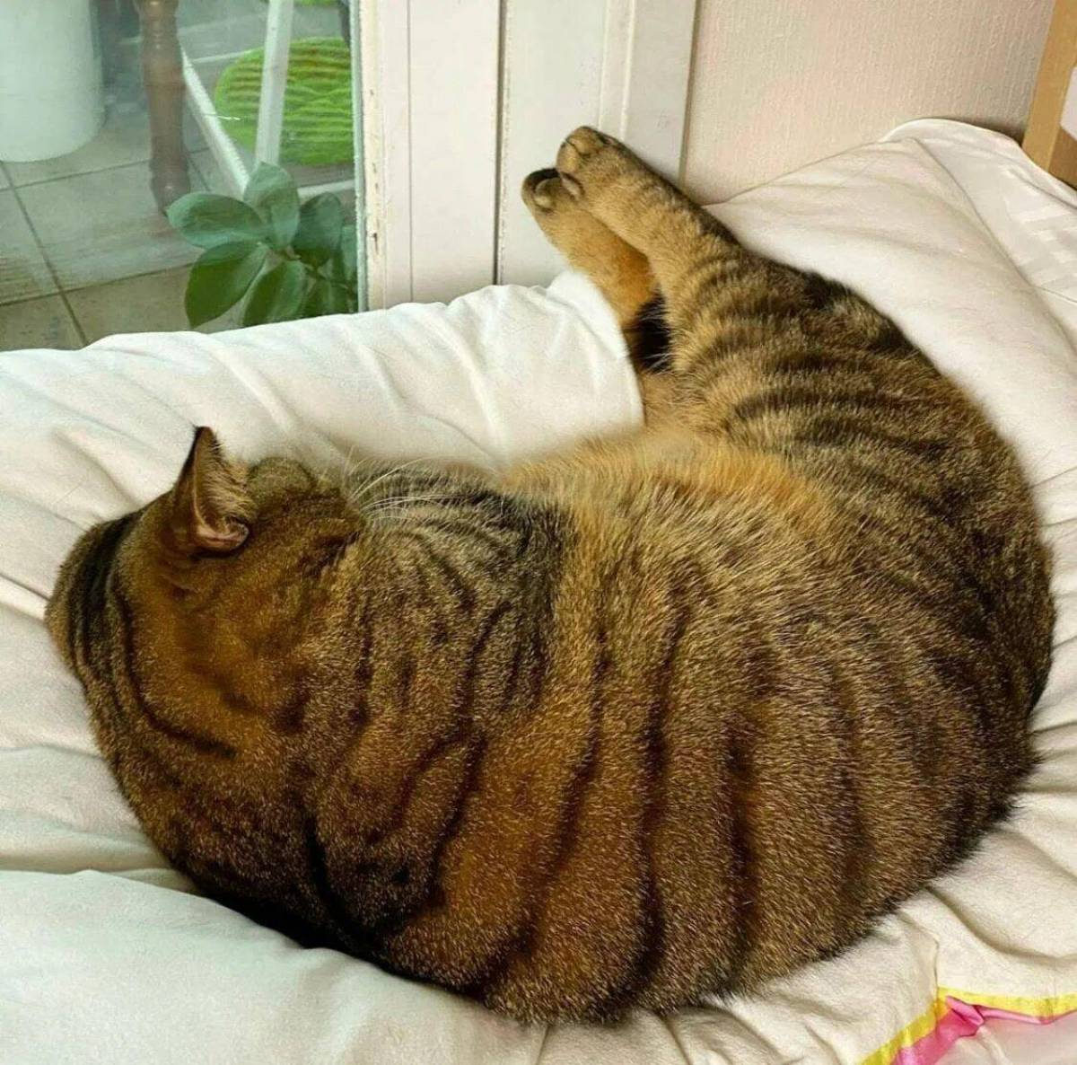 Кот толстый #17