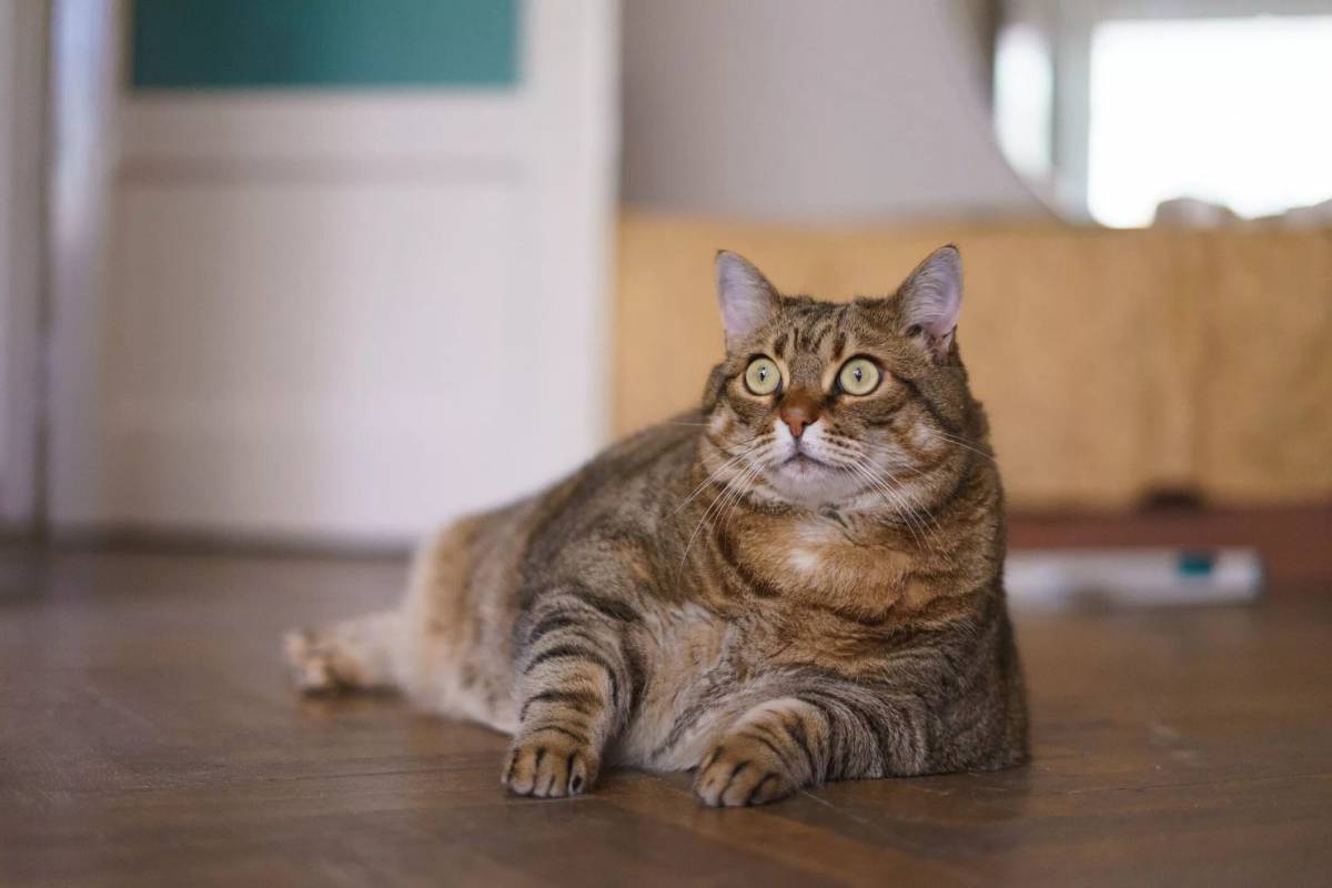 Кот толстый #18