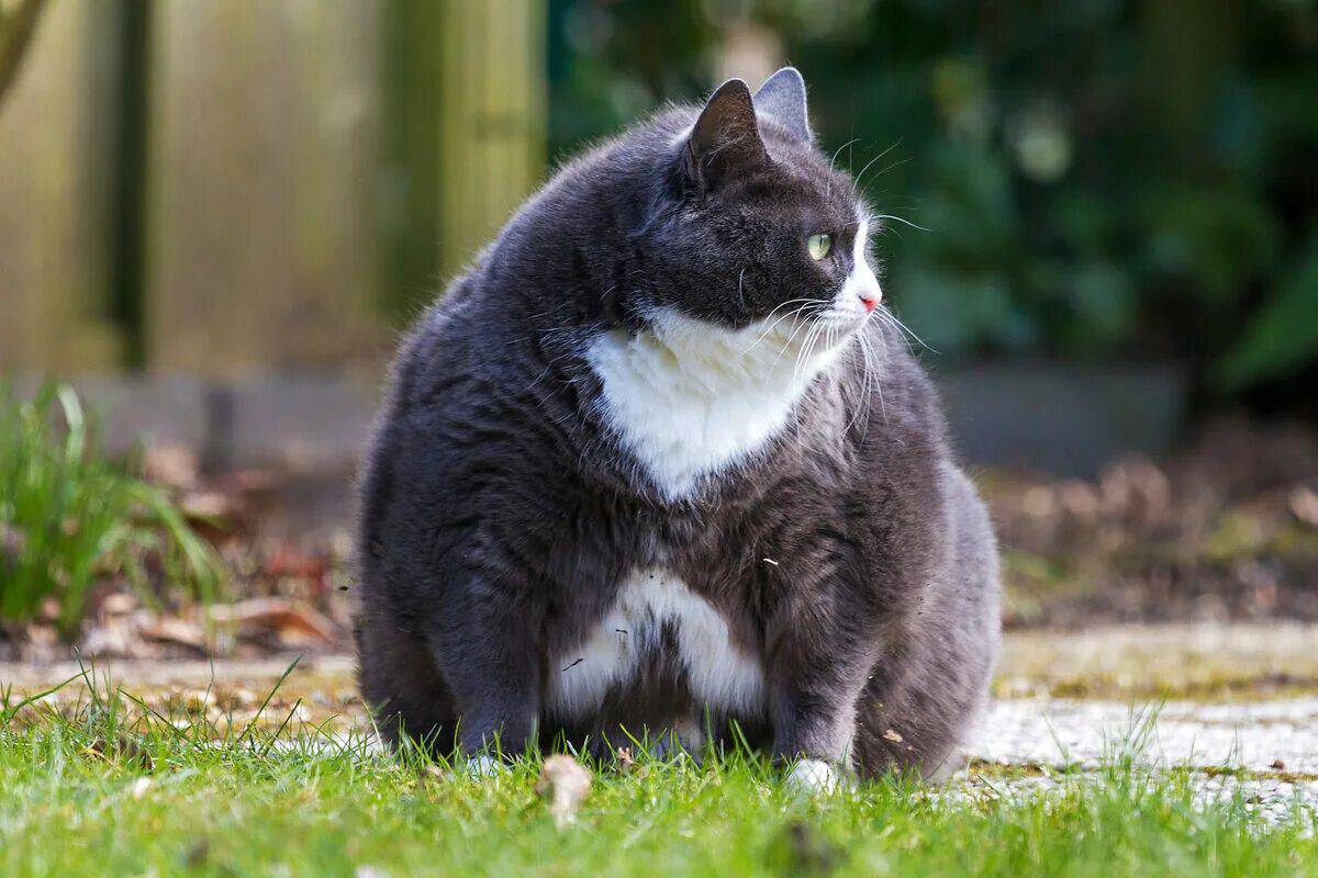 Кот толстый #20