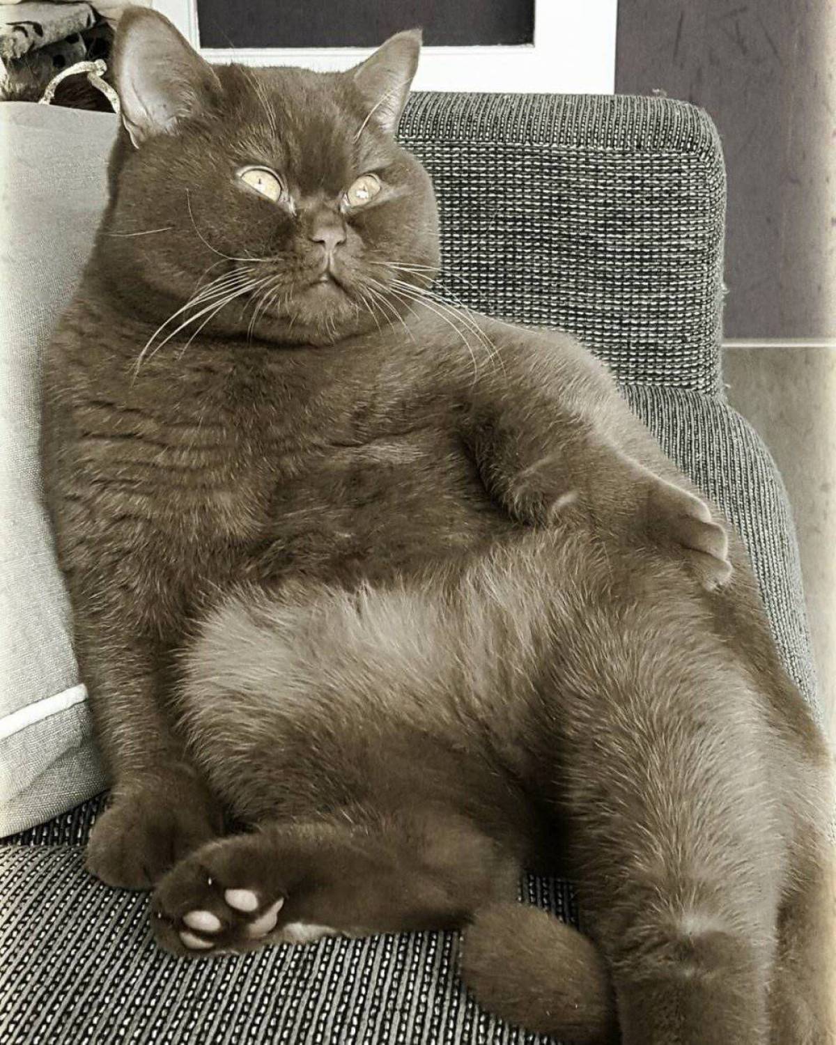Кот толстый #21