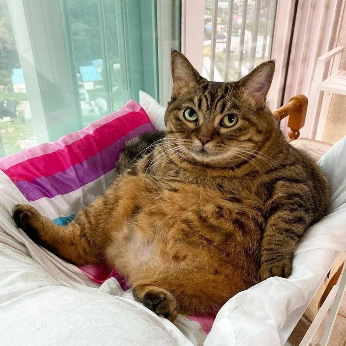 Кот толстый #23