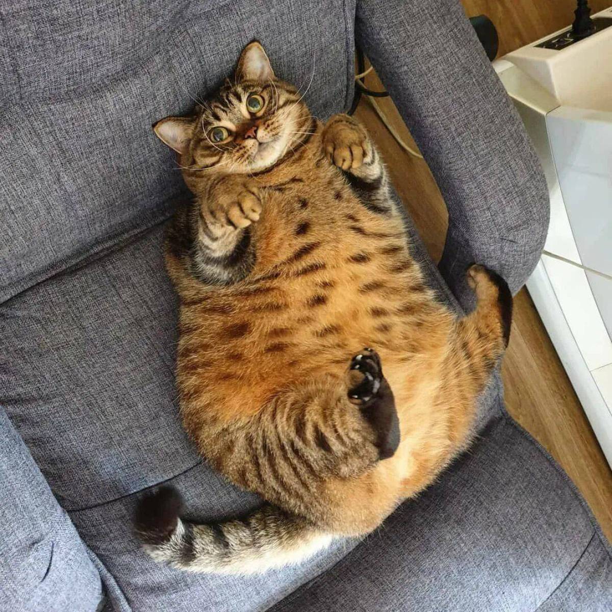 Кот толстый #26