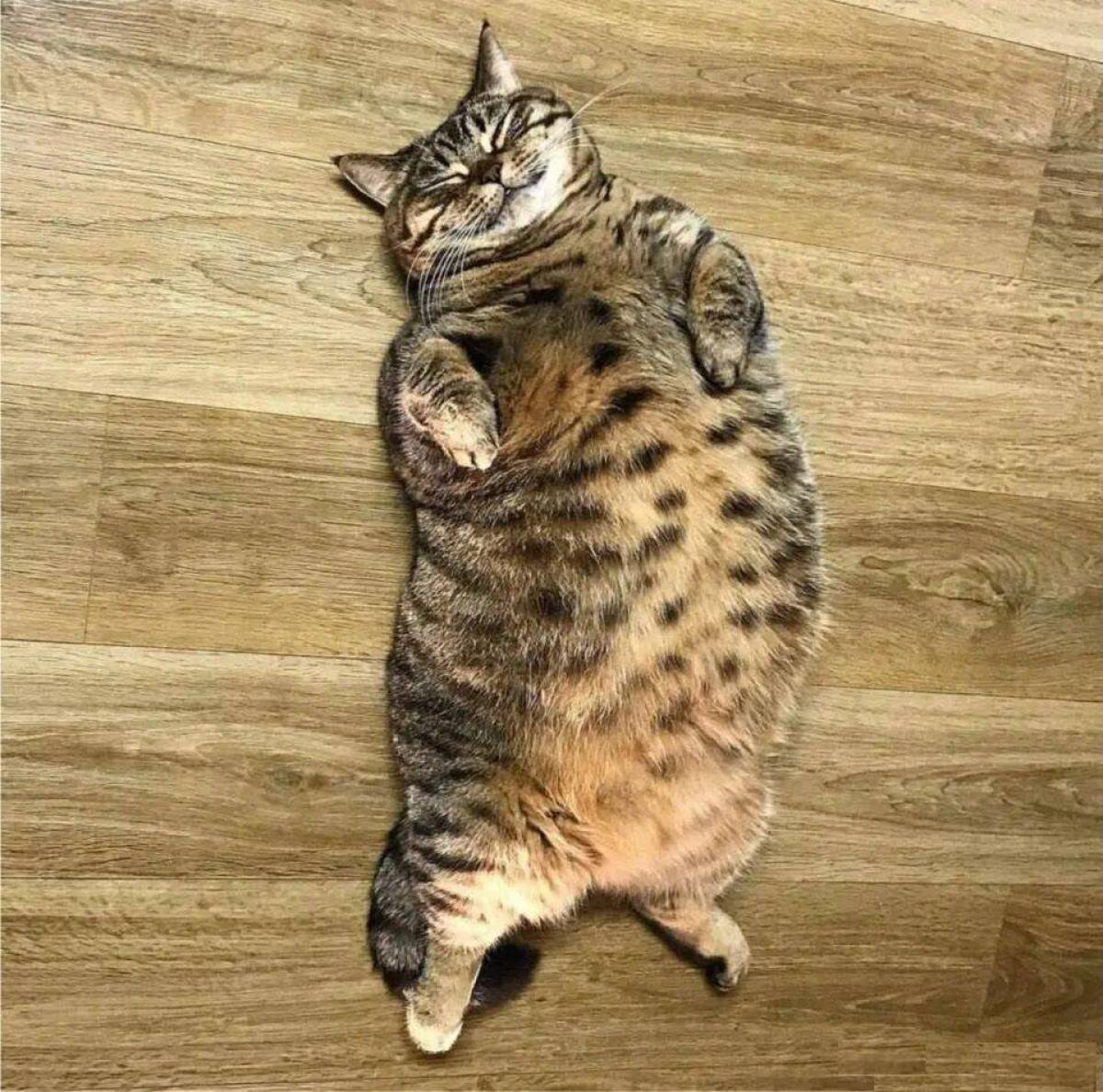Кот толстый #28
