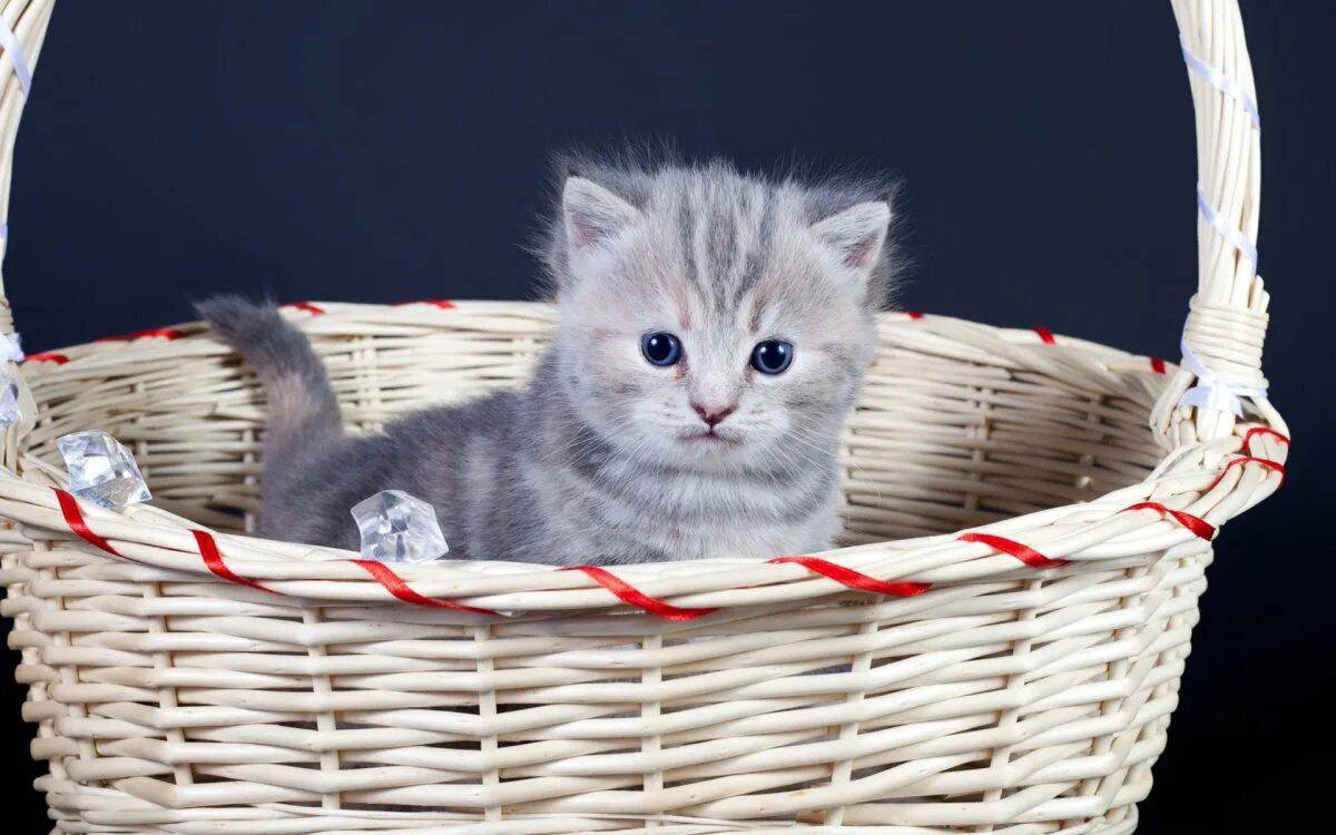 Котик в корзинке #1