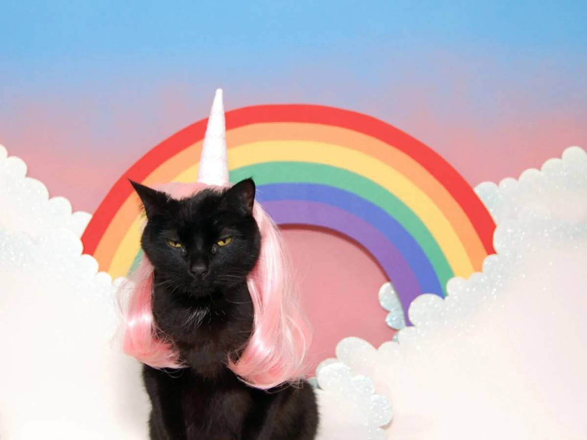 Котик с радугой #8