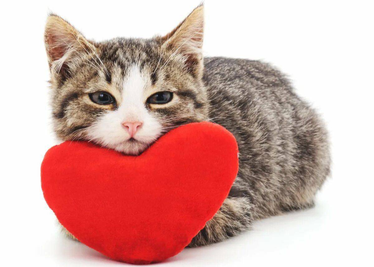 Котик с сердечком #2