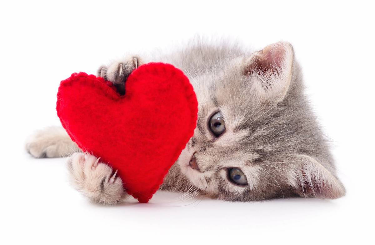 Котик с сердечком #3