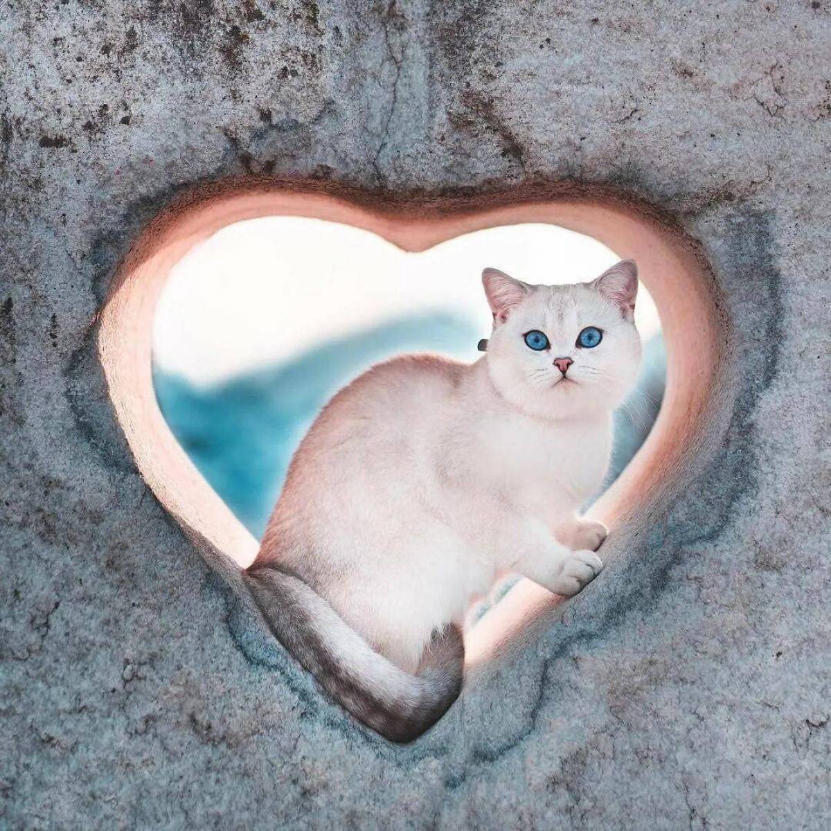 Котик с сердечком #4