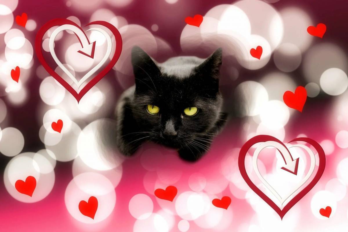 Котик с сердечком #5