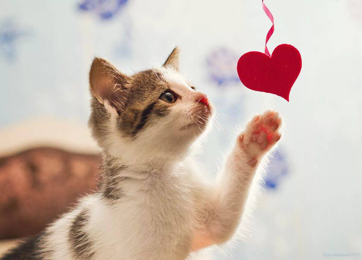 Котик с сердечком #6