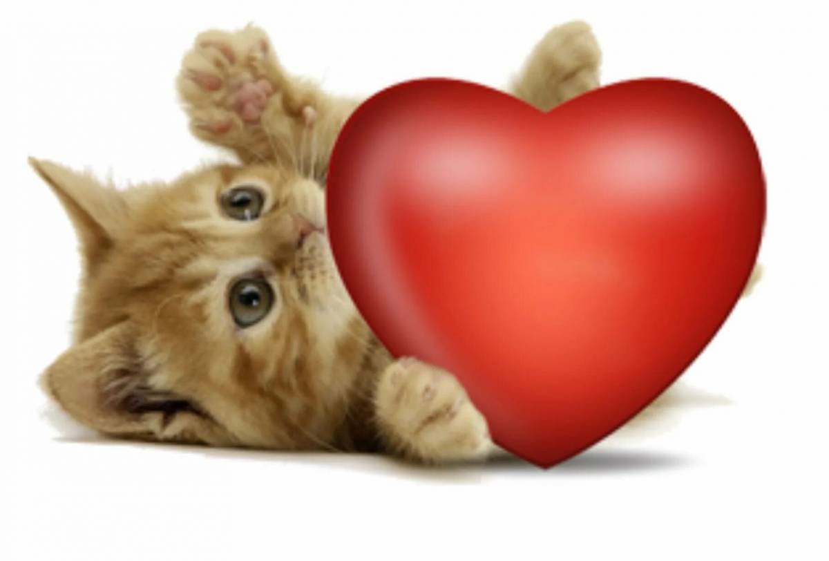 Котик с сердечком #36