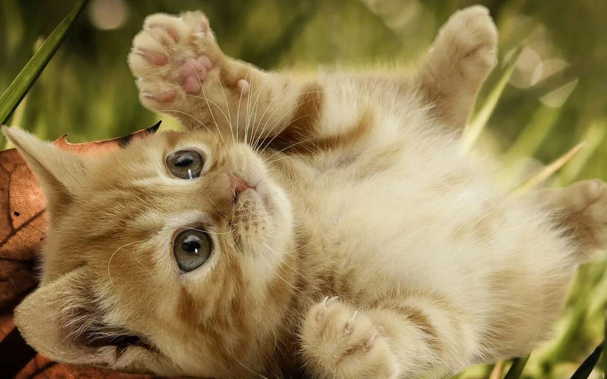 Котики милашки #17