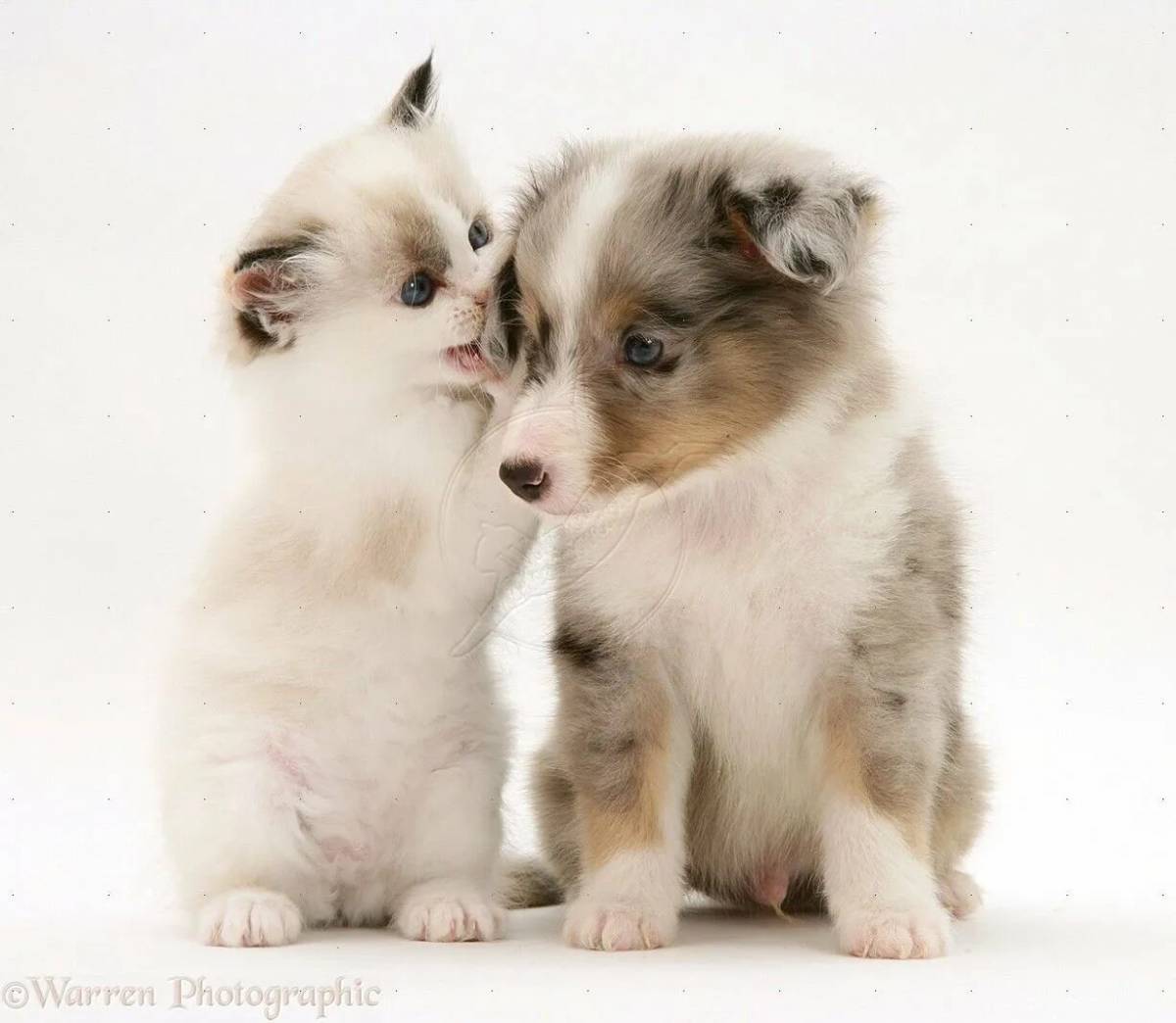 Котята и щенки милые и красивые #3