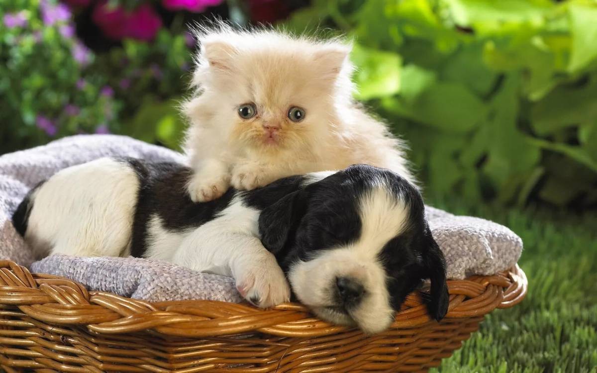 Котята и щенки милые и красивые #5