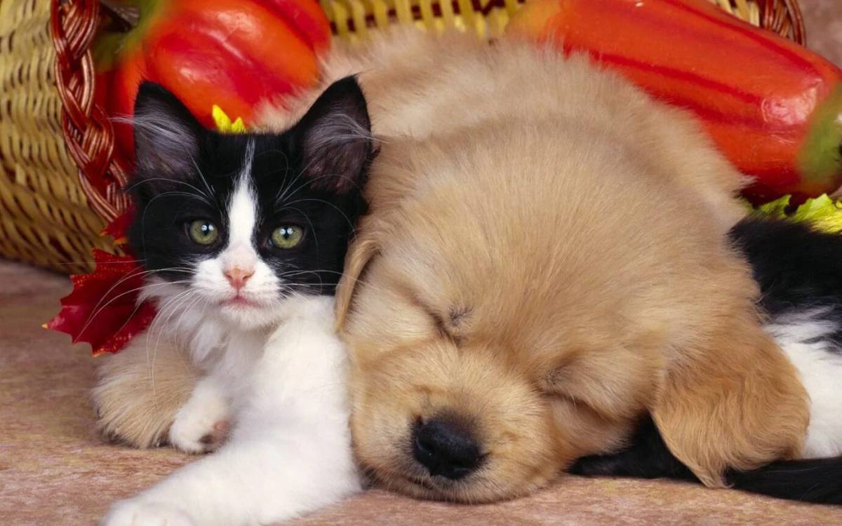 Котята и щенки милые и красивые #7