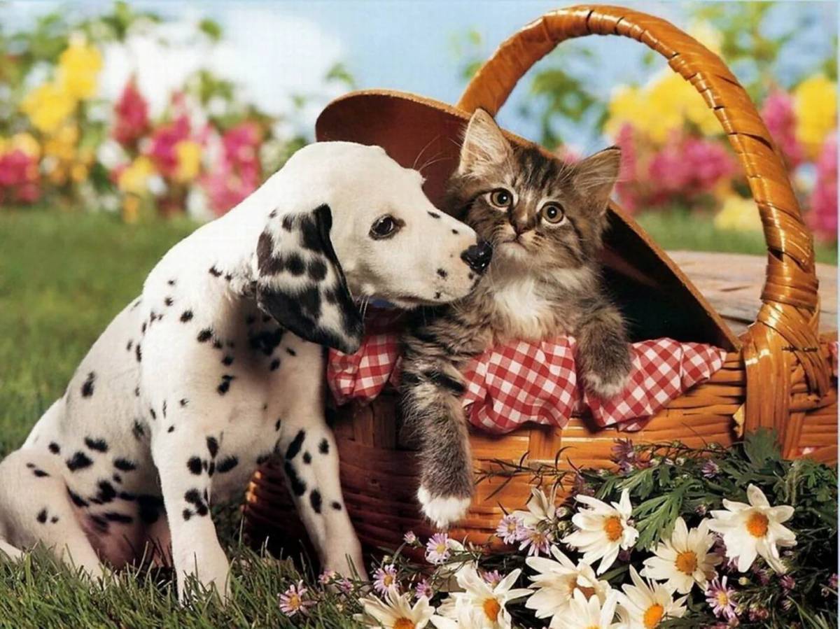 Котята и щенки милые и красивые #16