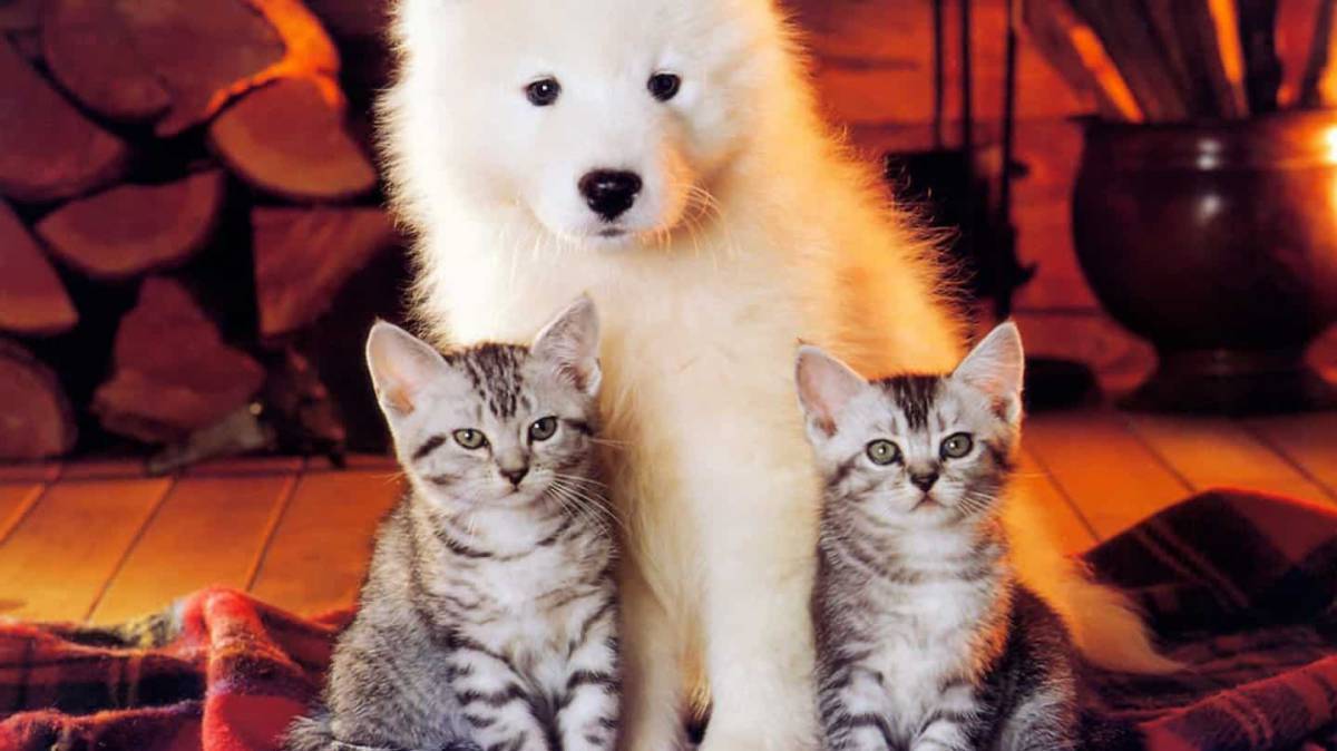 Котята и щенки милые и красивые #20