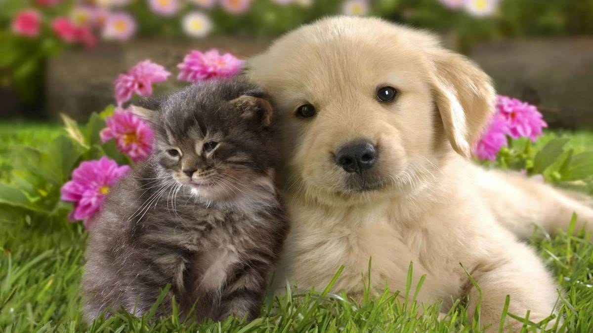 Котята и щенки милые и красивые #22