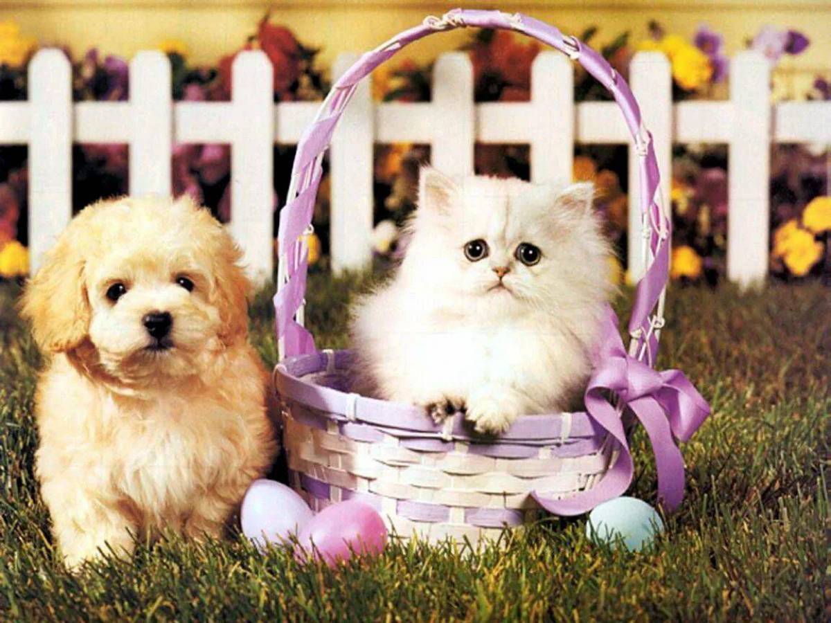 Картинки котят и щенят. Собачки и кошечки. Красивые собаки. Милые котята и щенки. Красивые щенки.