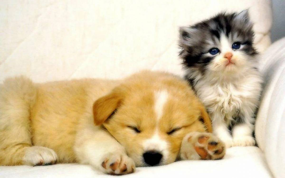 Котята и щенки милые и красивые #38